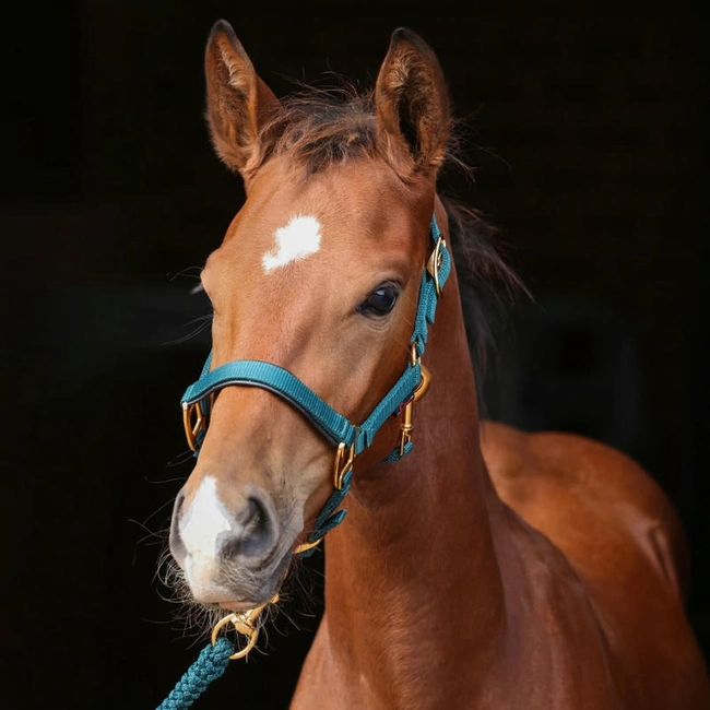 Оглавник за коне - TopLine
