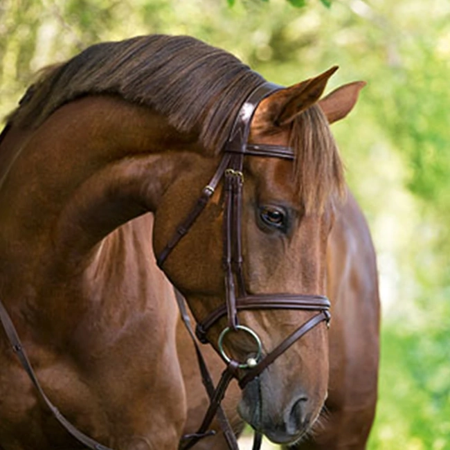 Leather Bridle with Reins and Soft Padding - Lifestyle