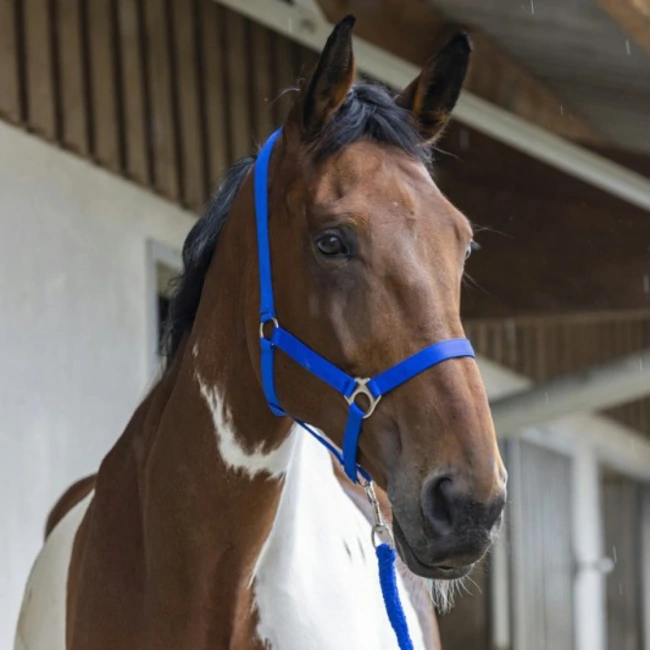 Horse Headcollar and Lead Rope Set - RWClub