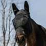 Image 2 of Horse Fly Mask with Nose and Ear Protection, UV 50 - DETAILS