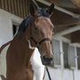 Снимка 3 на Horse Headcollar and Lead Rope Set - RWClub