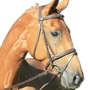 Снимка 4 на Leather Bridle with Reins and Soft Padding - Lifestyle