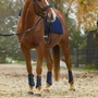 Снимка 5 на Horse Boots with Hook-and-Loop Fastening - Covalliero Avina