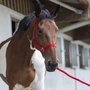 Снимка 1 на Horse Headcollar and Lead Rope Set - RWClub